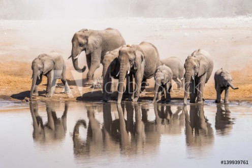 Picture of Family of African elephants drinking at a waterhole in Etosha national park Namibia Africa